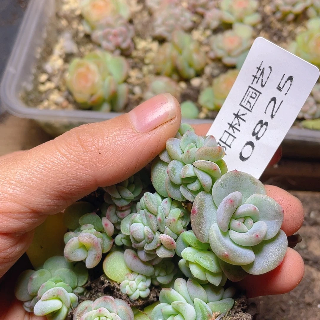 多肉植物多肉植物825