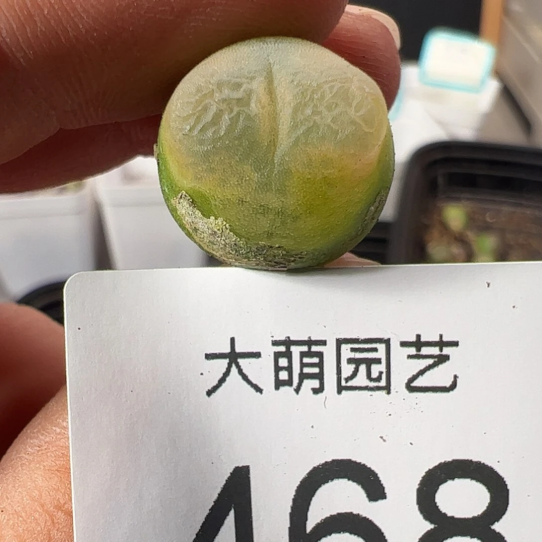 0000468 一物一拍……