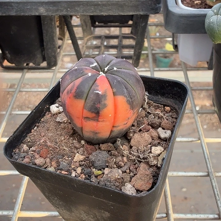 实生自然兜锦3仙人球