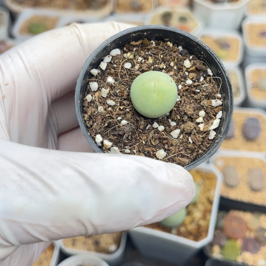 多肉植物一物一拍64