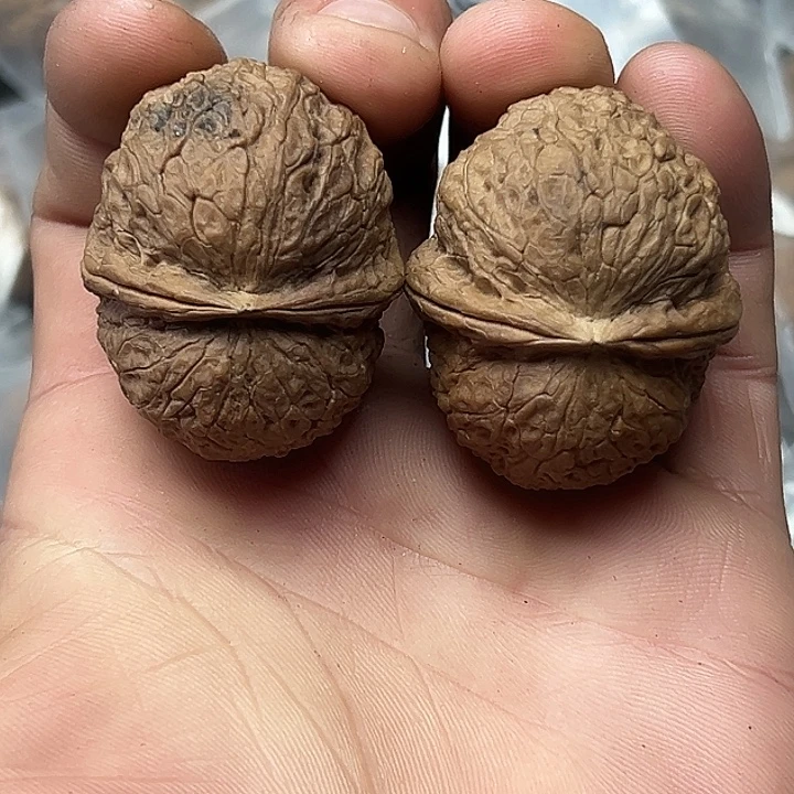 核桃62号百叶蛙41号