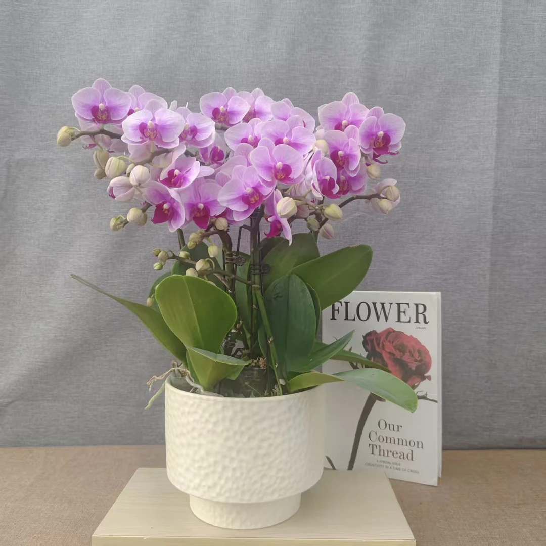 鲜花【宝贝】室内种植观赏蝴蝶兰带花发货可用于送礼