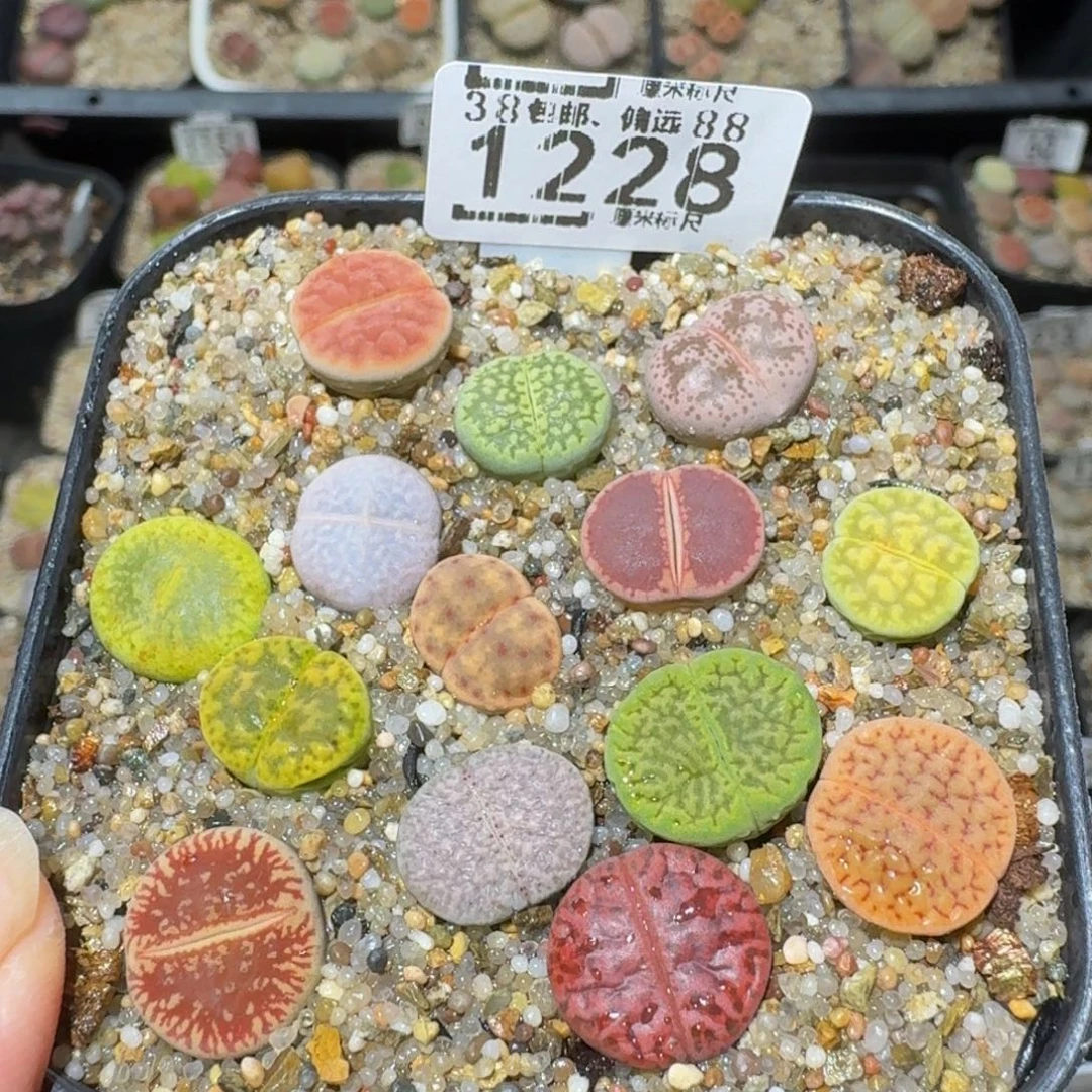 Ssss精品生石花1228