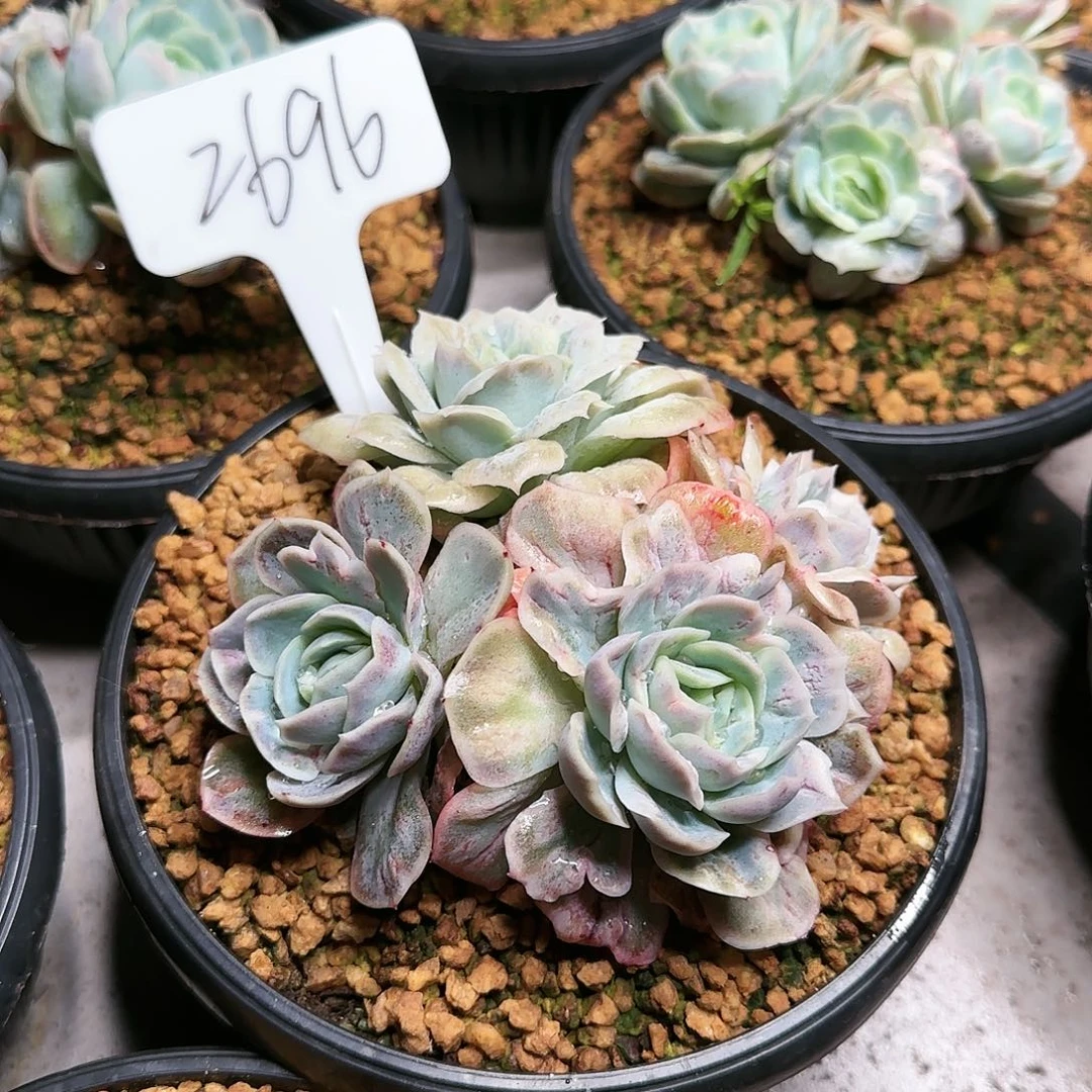 春*2696号   140     肉