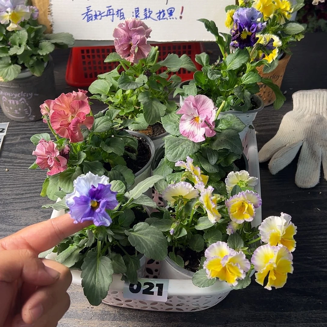 大部分花苞少量开放021号