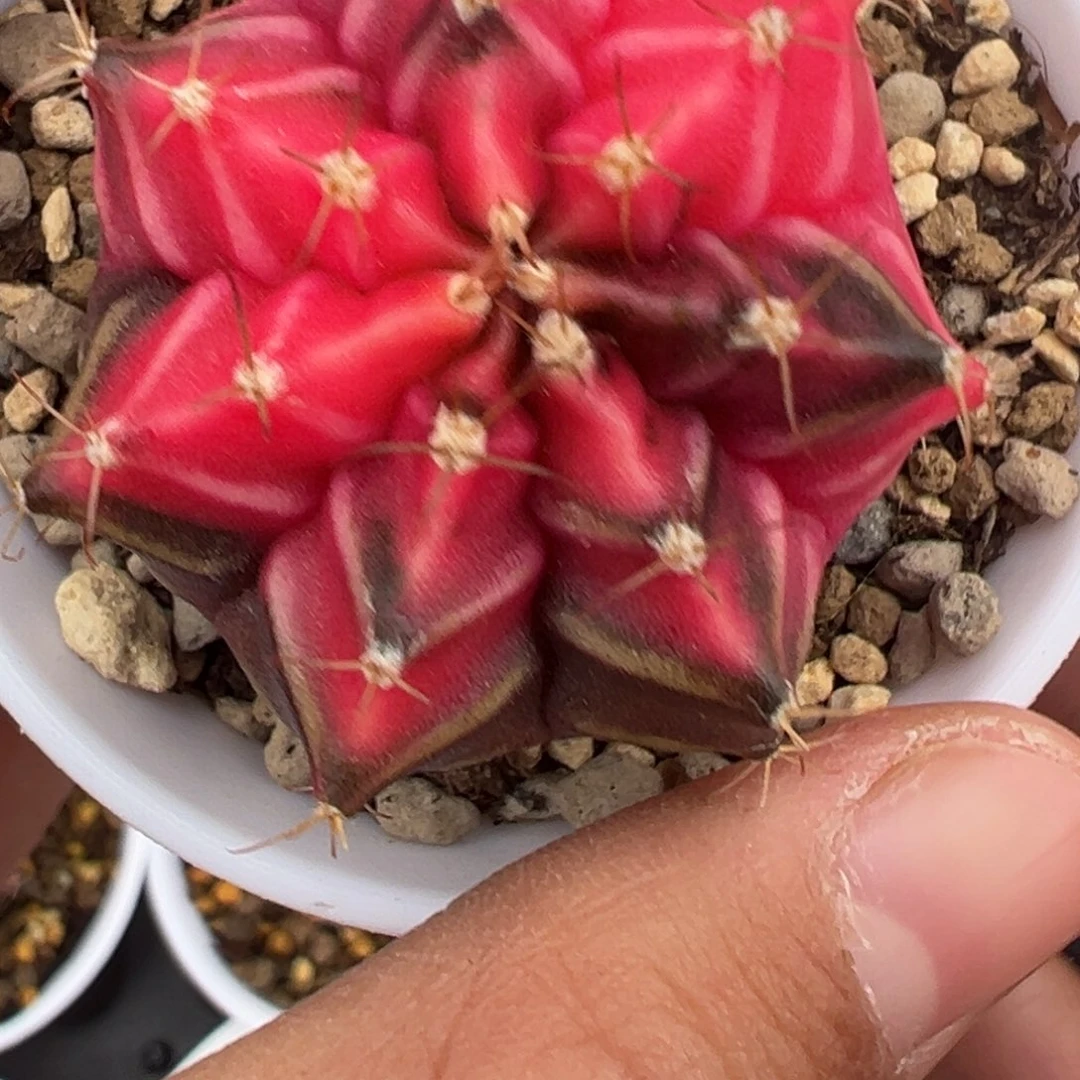 556 好看的米哈冲冲冲