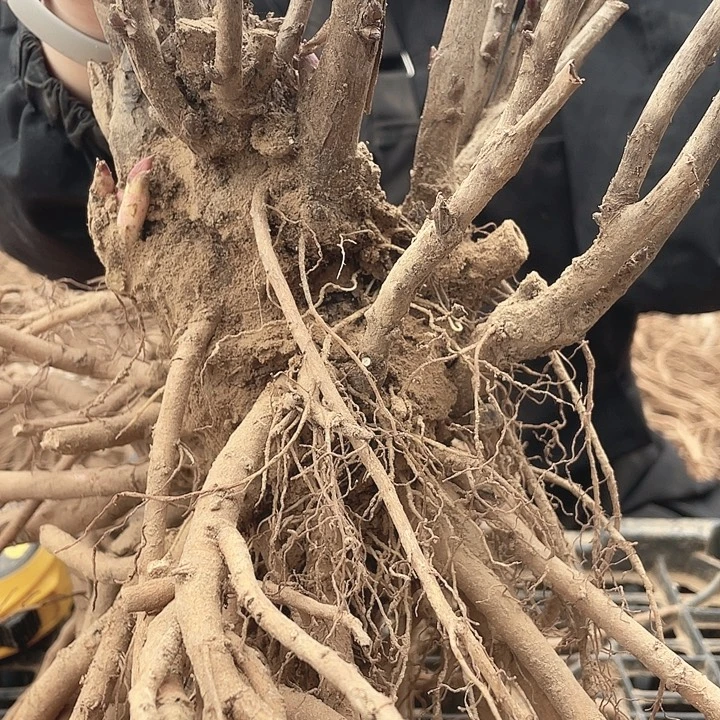 完全开放牡丹花开