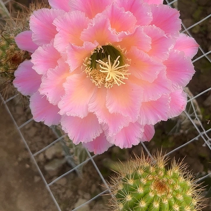 清清流香侧牙侧牙