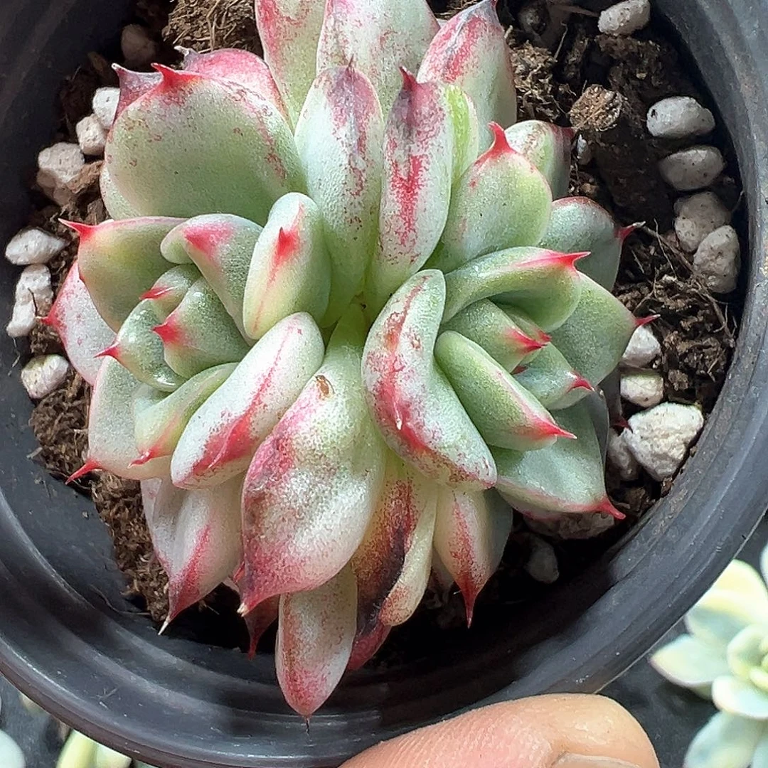 弗洛瑞安娜锦变异小方花圃一物一拍