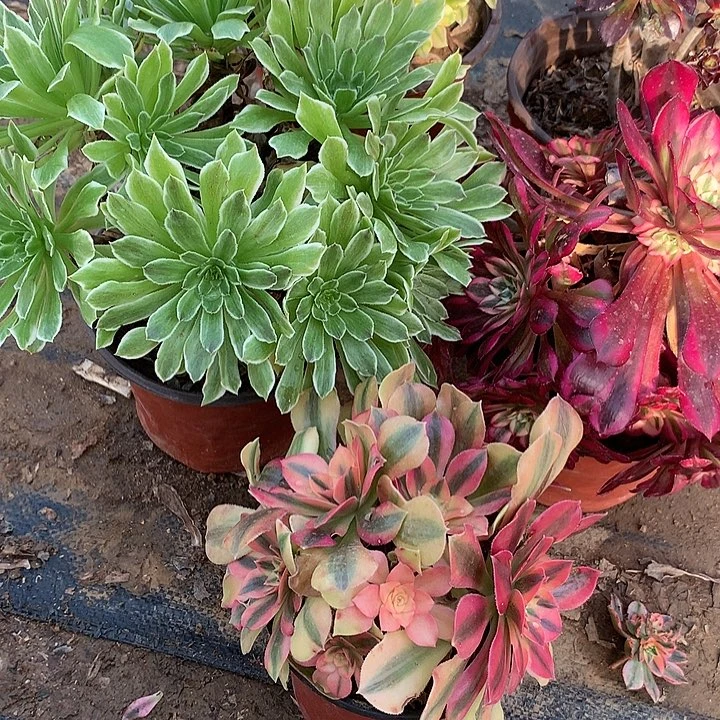 多肉植物五颗组和13有砍