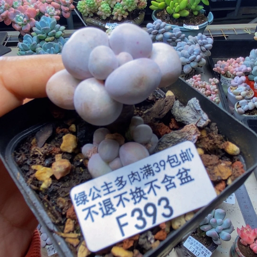 393橙奶多肉肉2c m