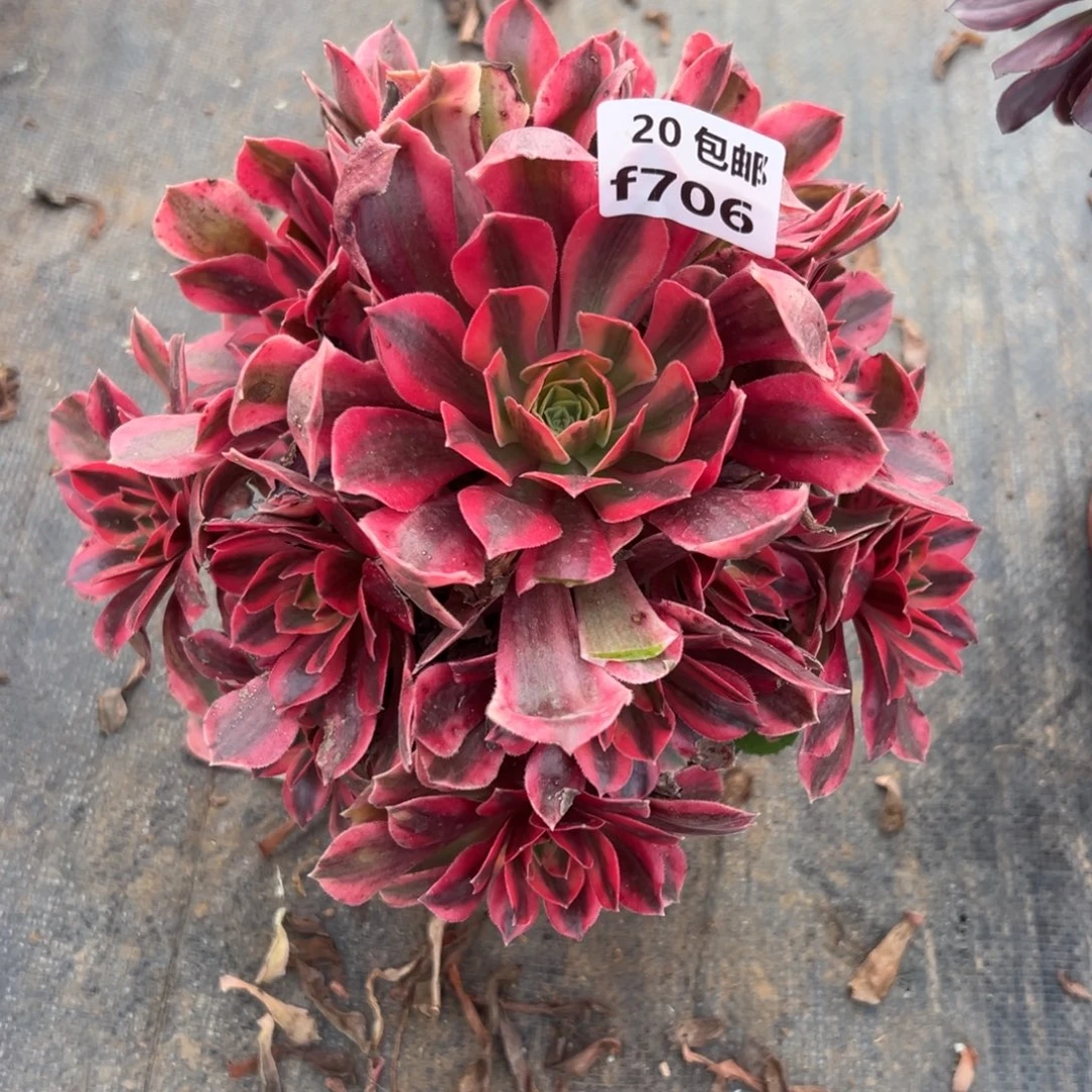 光****706女妖，多肉法师