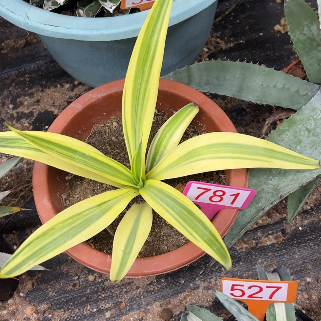 鹦鹉嘴糊斑锦龙舌兰