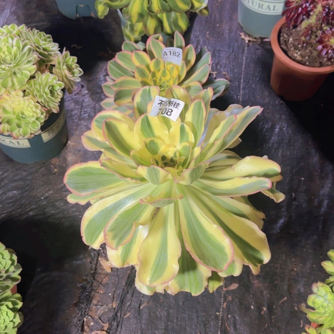 渥****店精品多肉植物708