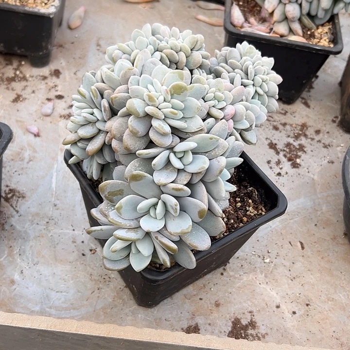 超大粉兔群生缀化