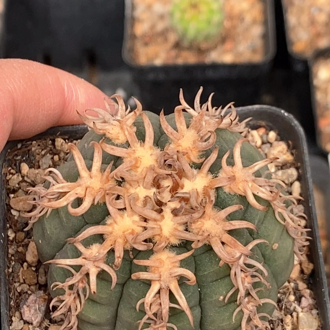 自根刚出根猫爪5.2cm