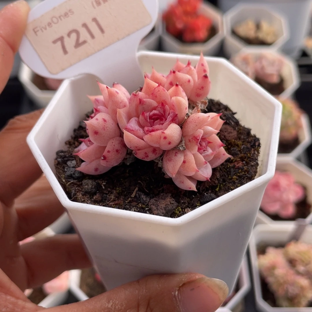 天鹅绒7211-4.0厘米