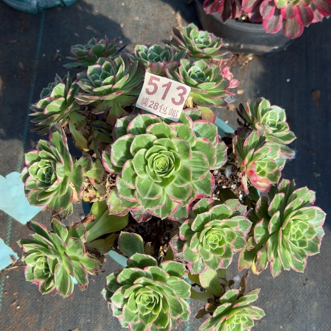 多肉植物513万花筒有一个断枝