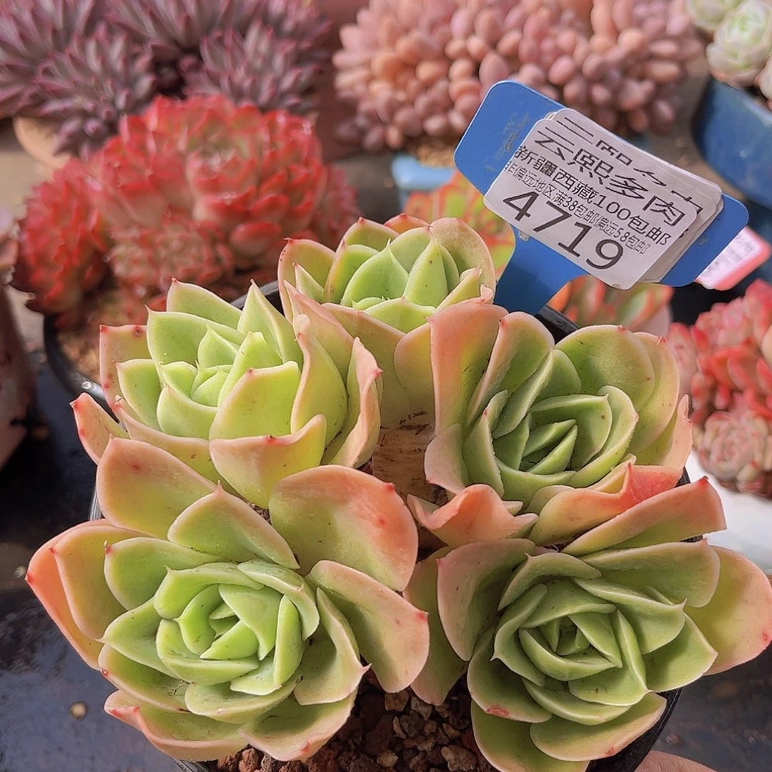 4719星娜塔多肉植物。