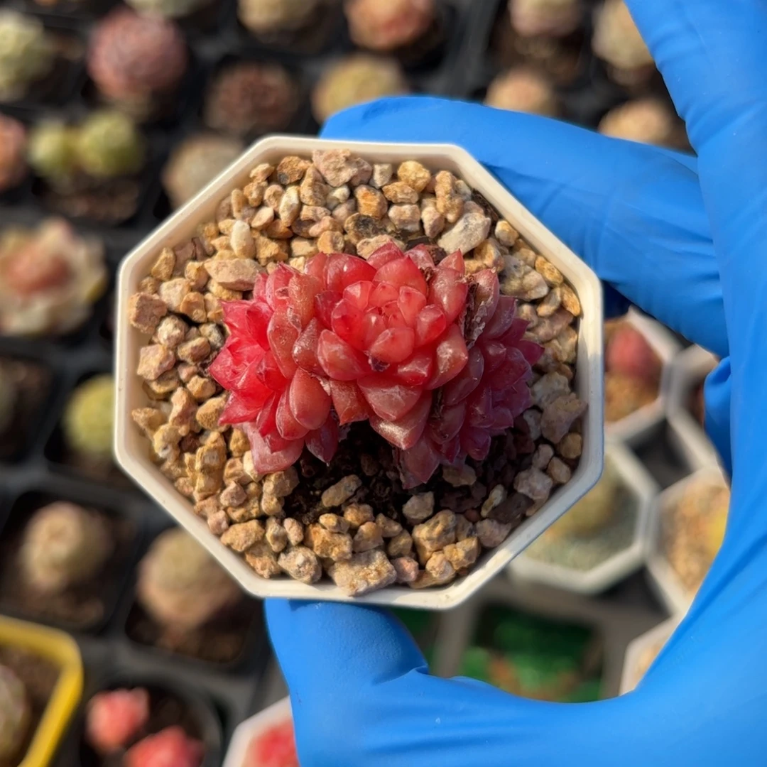 元旦福利紫色水晶三头