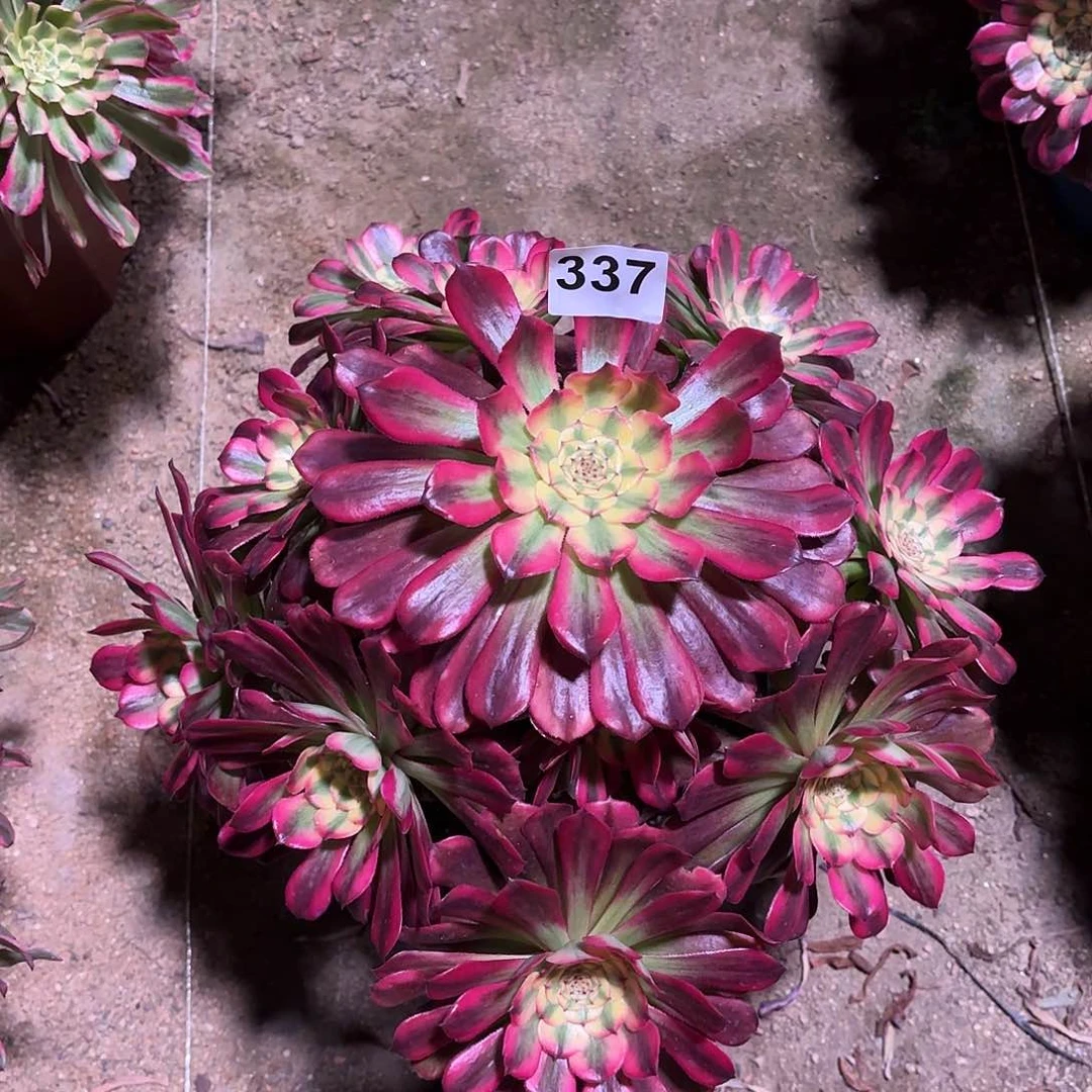 多肉法师维纳斯337