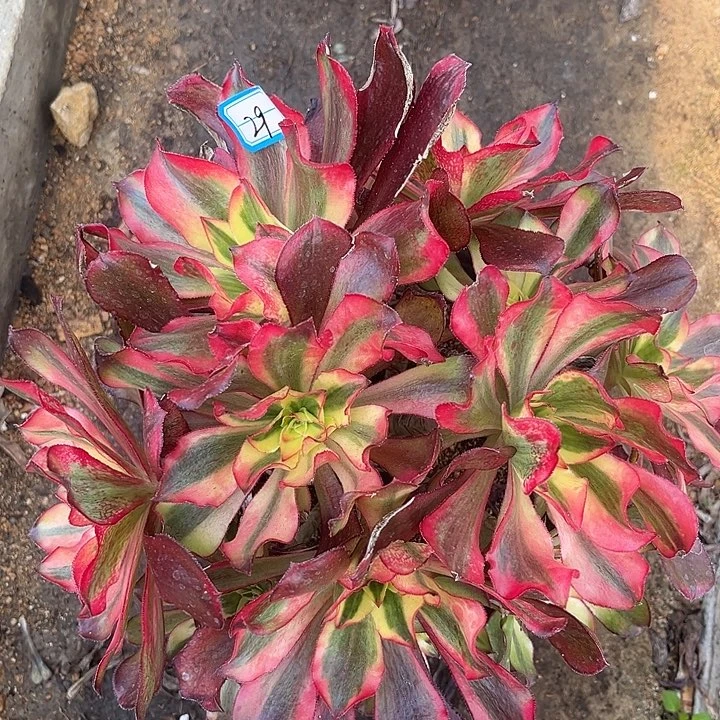 29魅影砍过法师多肉