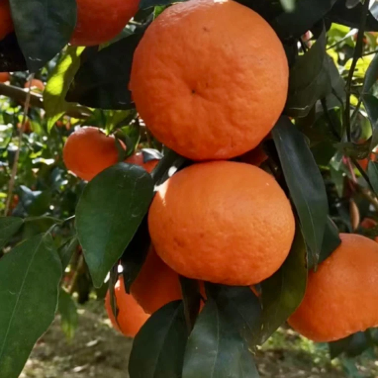 云南高山爆汁沃柑9斤新鲜桔子苹果糖心新鲜当季整箱3脆蜜金柑包邮