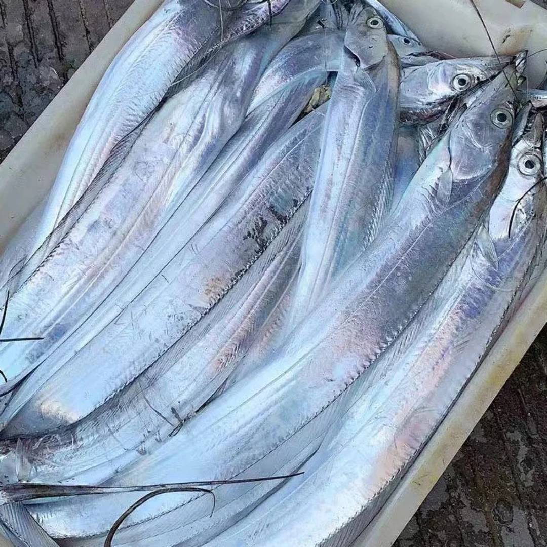 《本地大号油带》麟白 肉厚 5斤装 天津发货 介意破肚勿拍