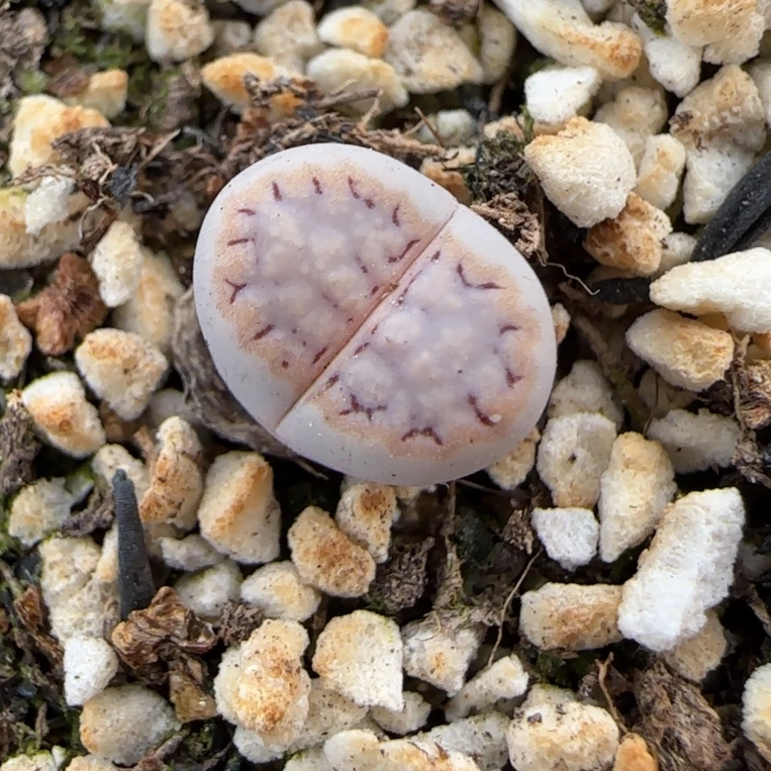 12.2.1621.6糖霜饼干.9085小