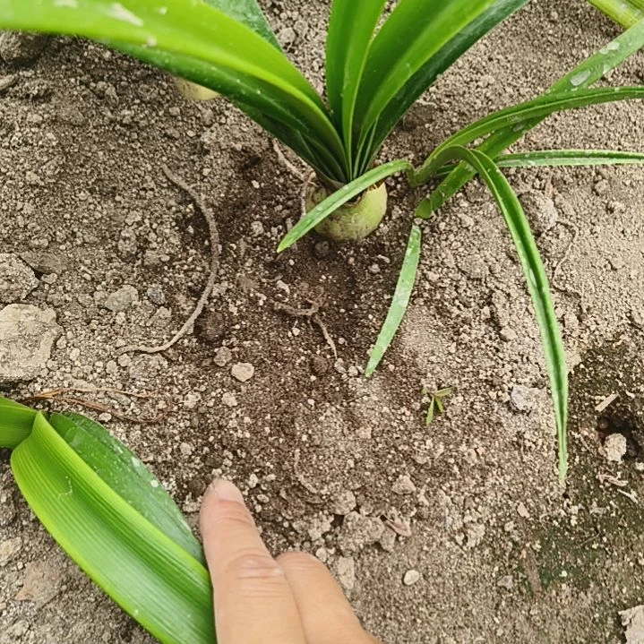 冰***5完全开放皮皮3带侧