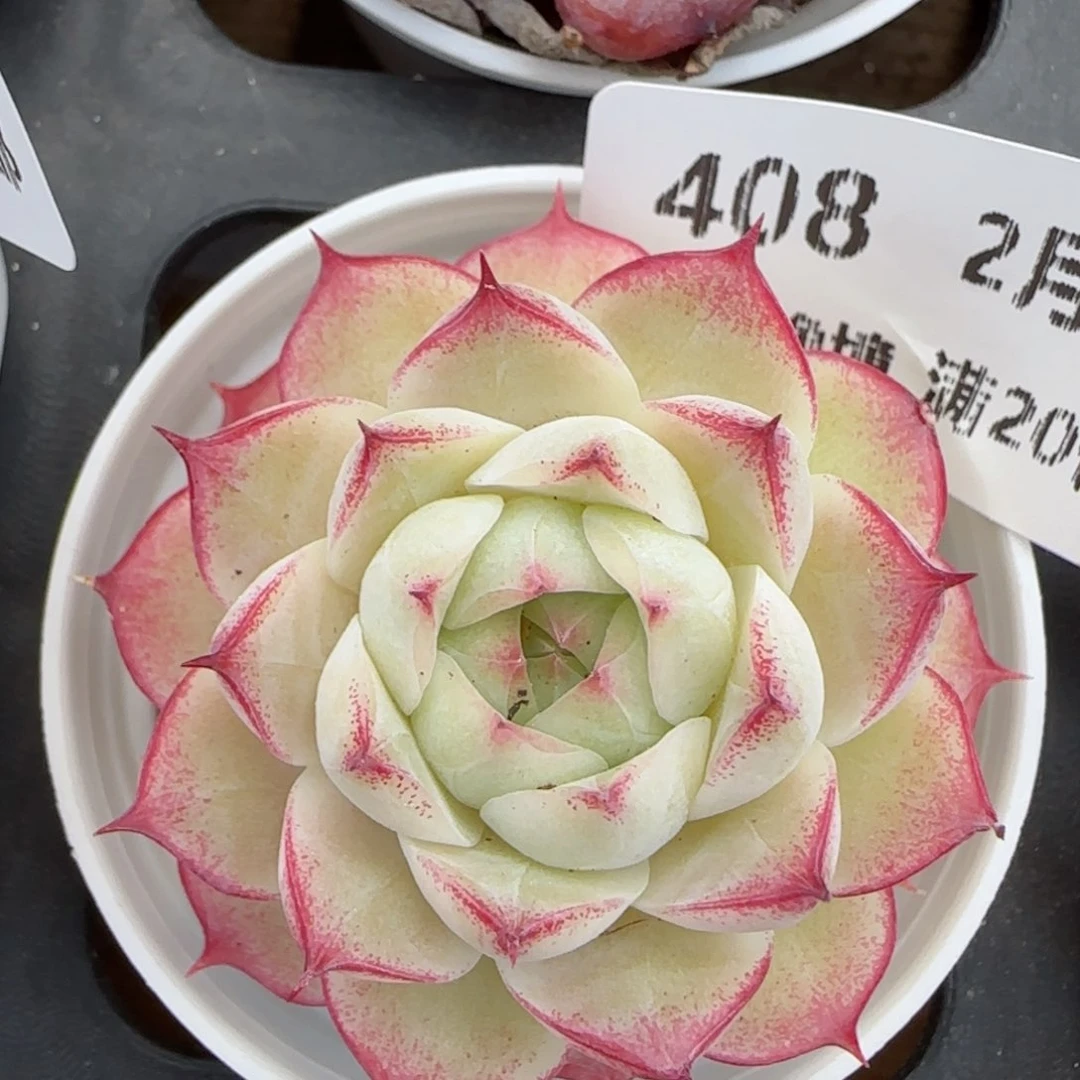 花语逸境0219-408