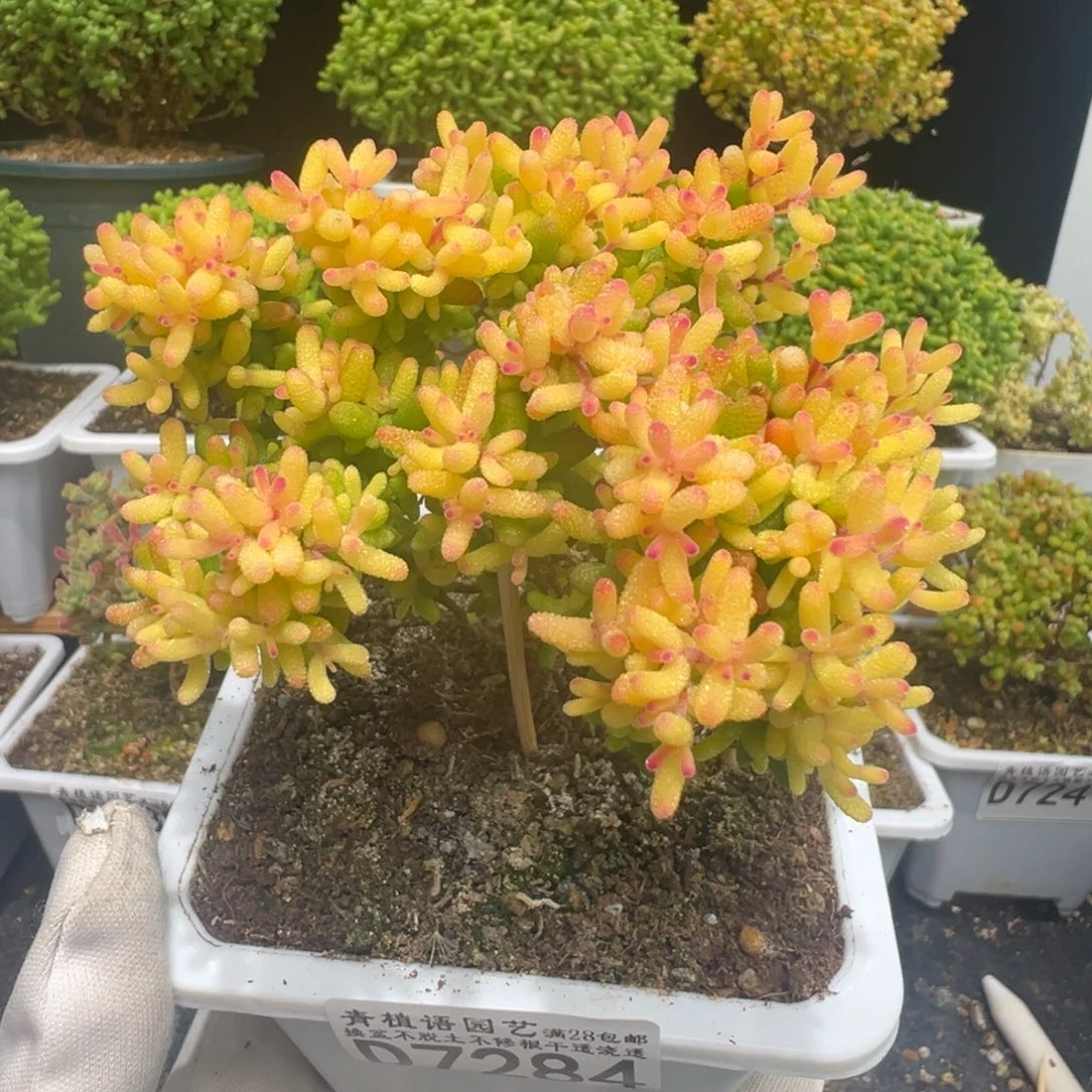 D7284糖球三号粉锦