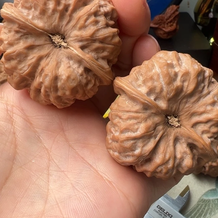 核桃蛤蟆头大精品44尺山地果