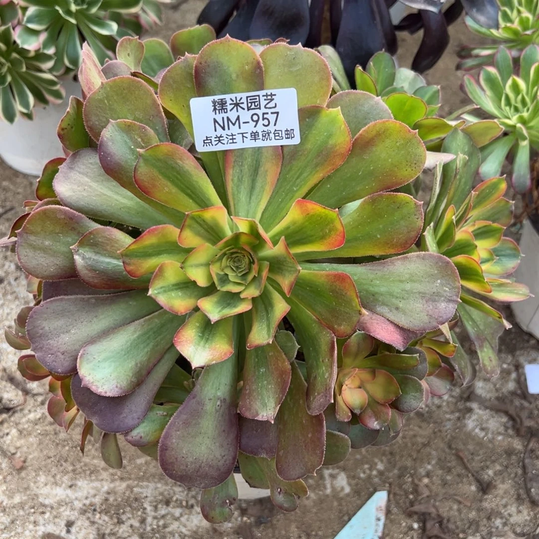 雅典娜多肉植物957