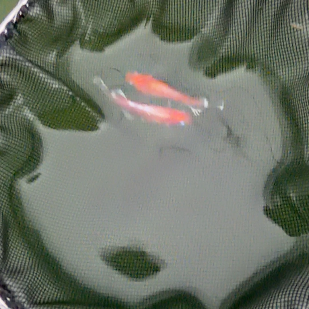 青鳉鱼编号 44 林血红赤壁一对