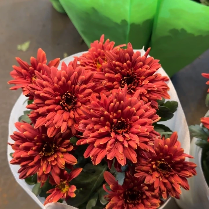 大花型天赞菊红色盆栽
