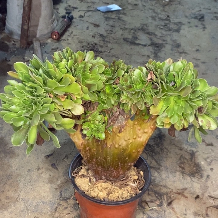 玫瑰缀多肉植物043