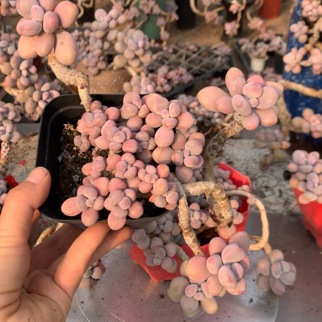 桃蛋老桩不带盆48号