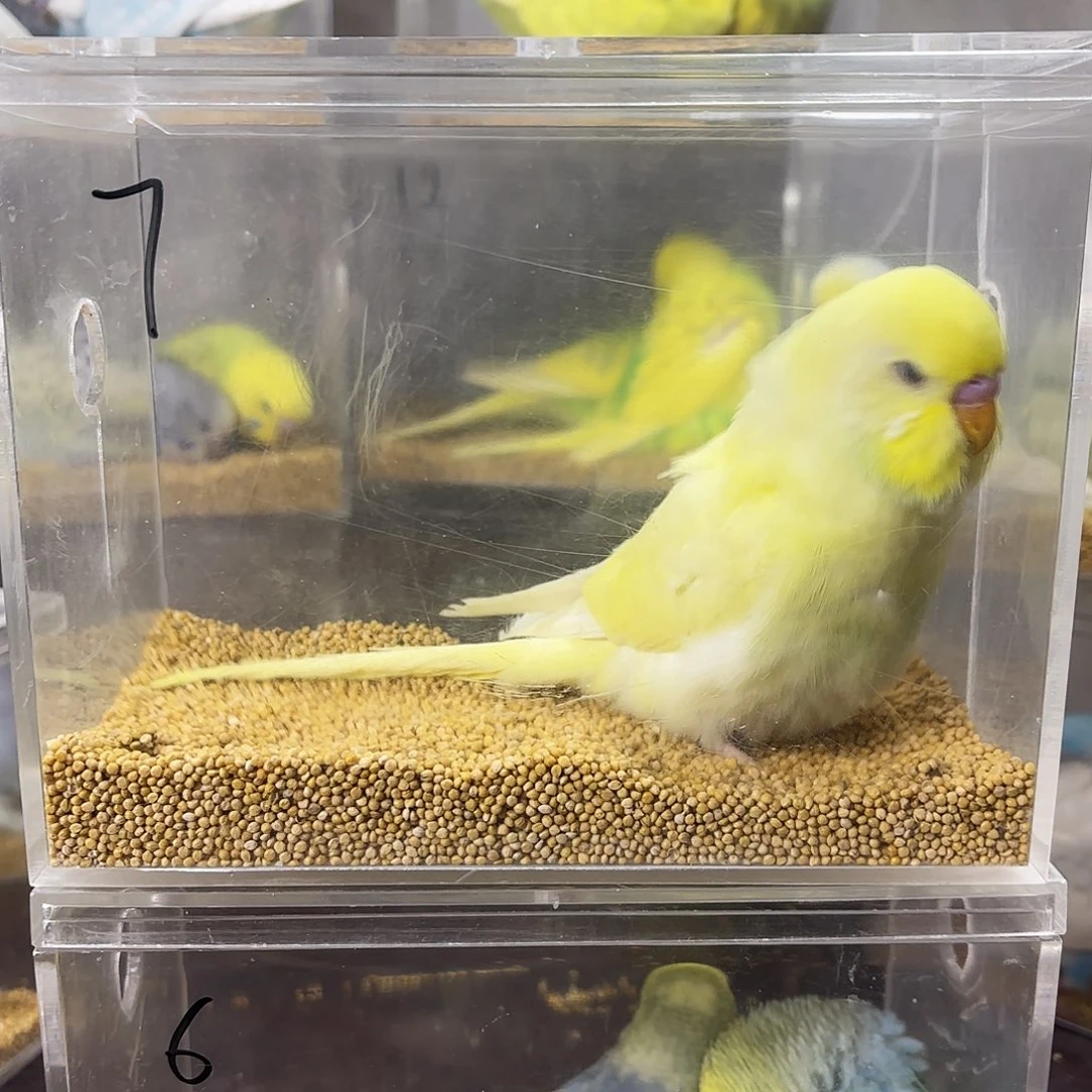 安***。虎皮鹦鹉大头一只