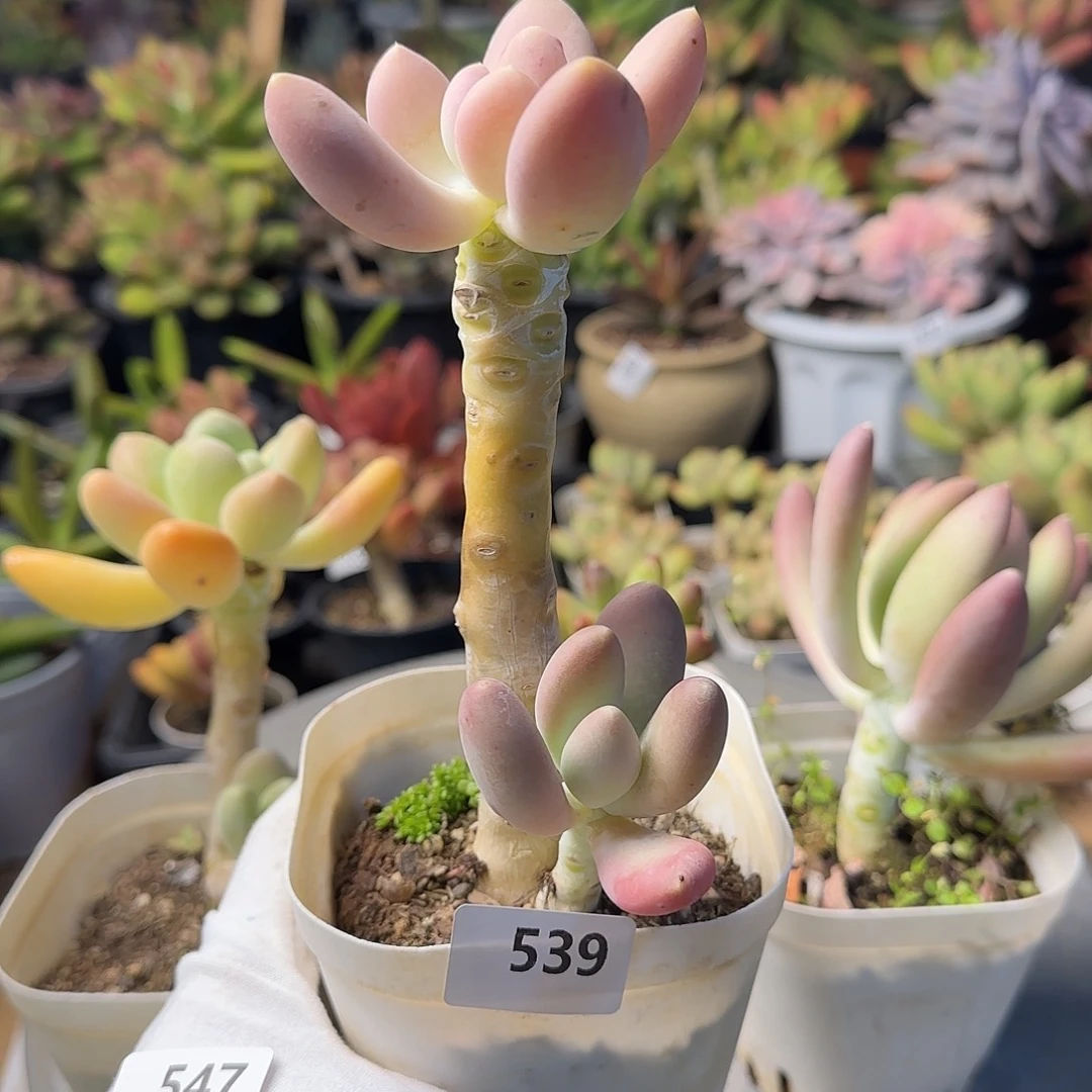 郭***r539号 一物一拍