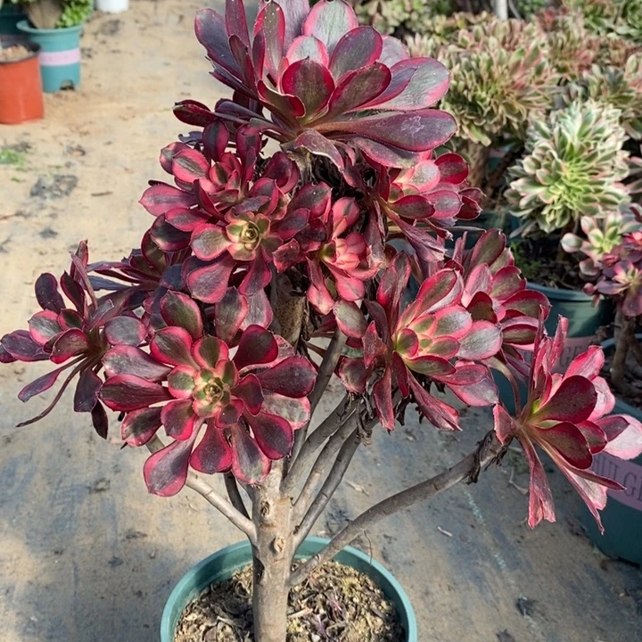 香奈儿多肉植物58