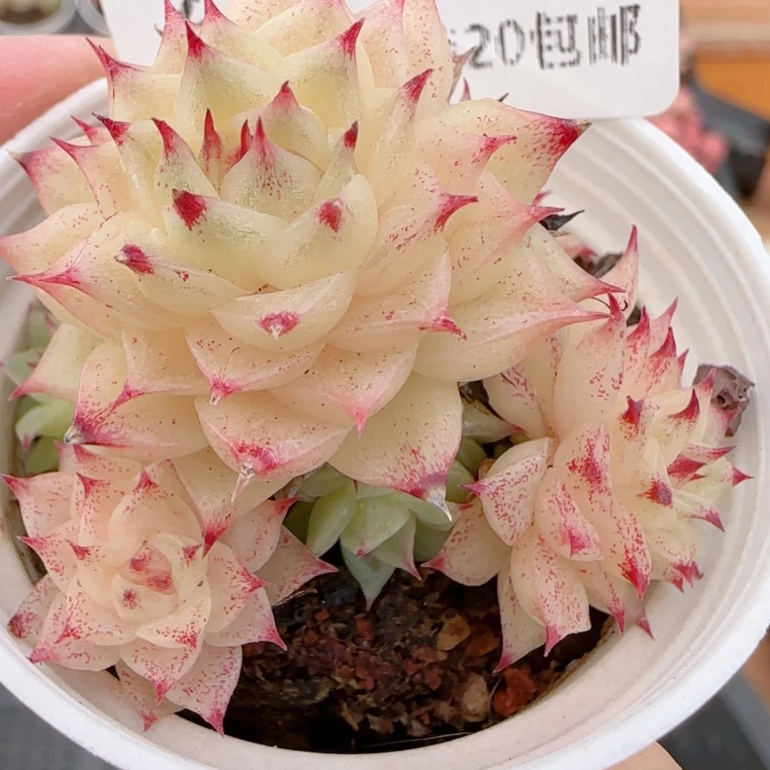 花语多肉1213-254散