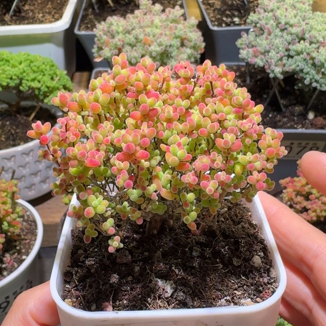 蜜橘糖球枝干番杏638