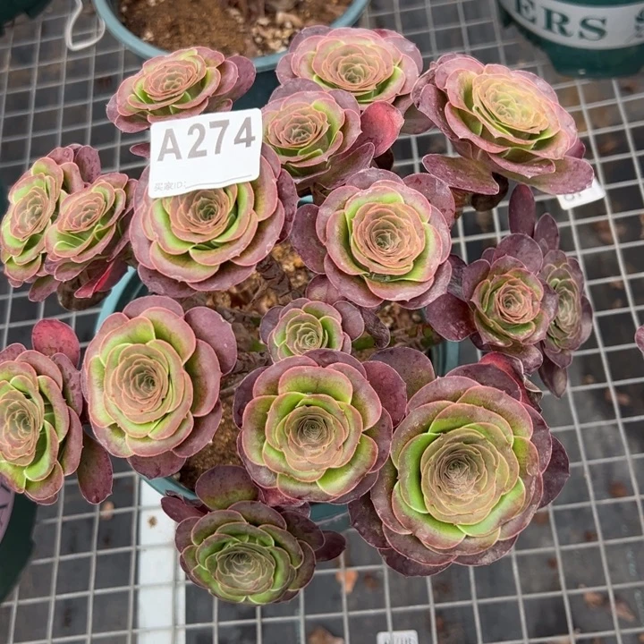 274魅金玫瑰朵朵25厘米左右