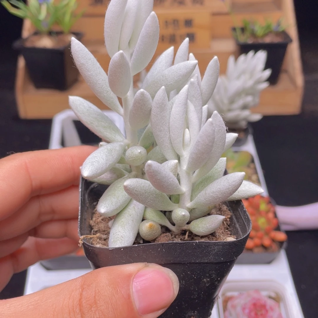 银月多肉9.9包邮发货