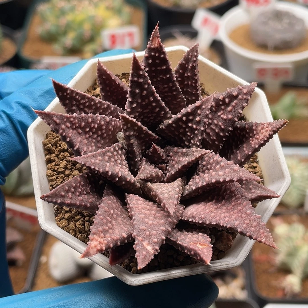 实生紫肌密尤流冰硬叶十二卷