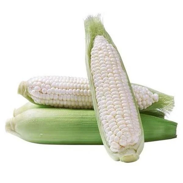 农家新鲜带壳白糯玉米4.5-5.5斤