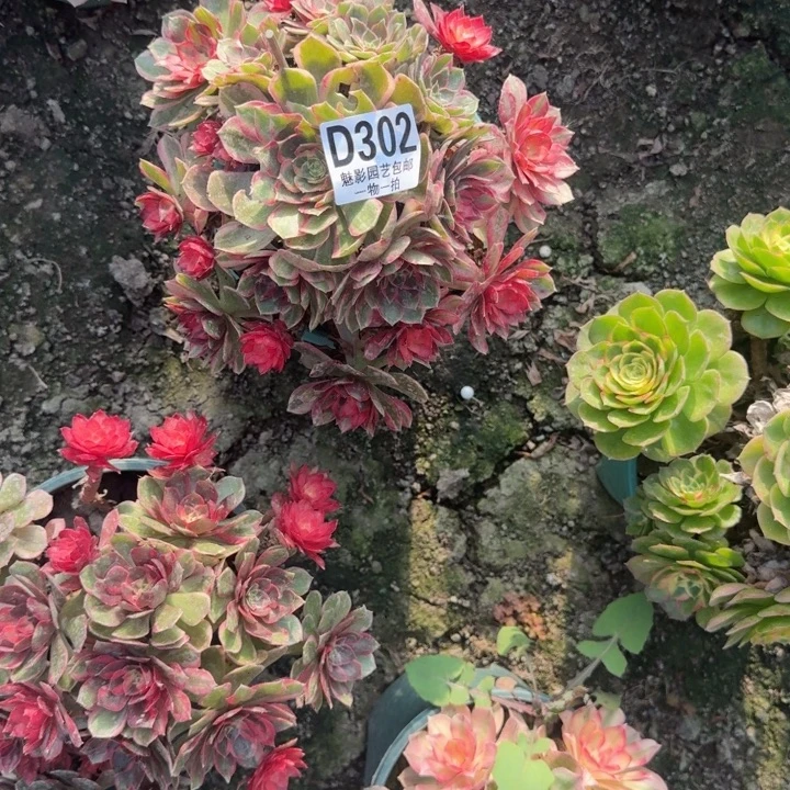 黑魔锦花25-26包邮花花