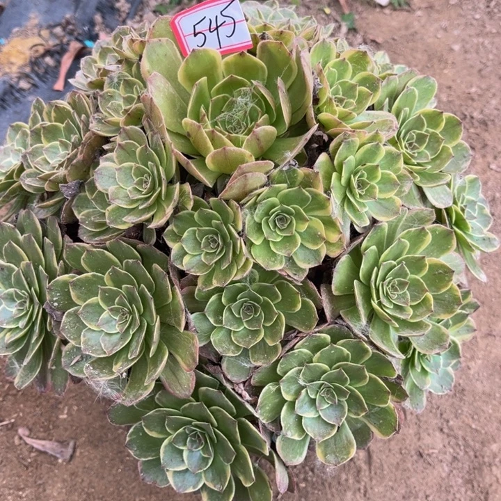 家***宝545半夏多肉植物法师
