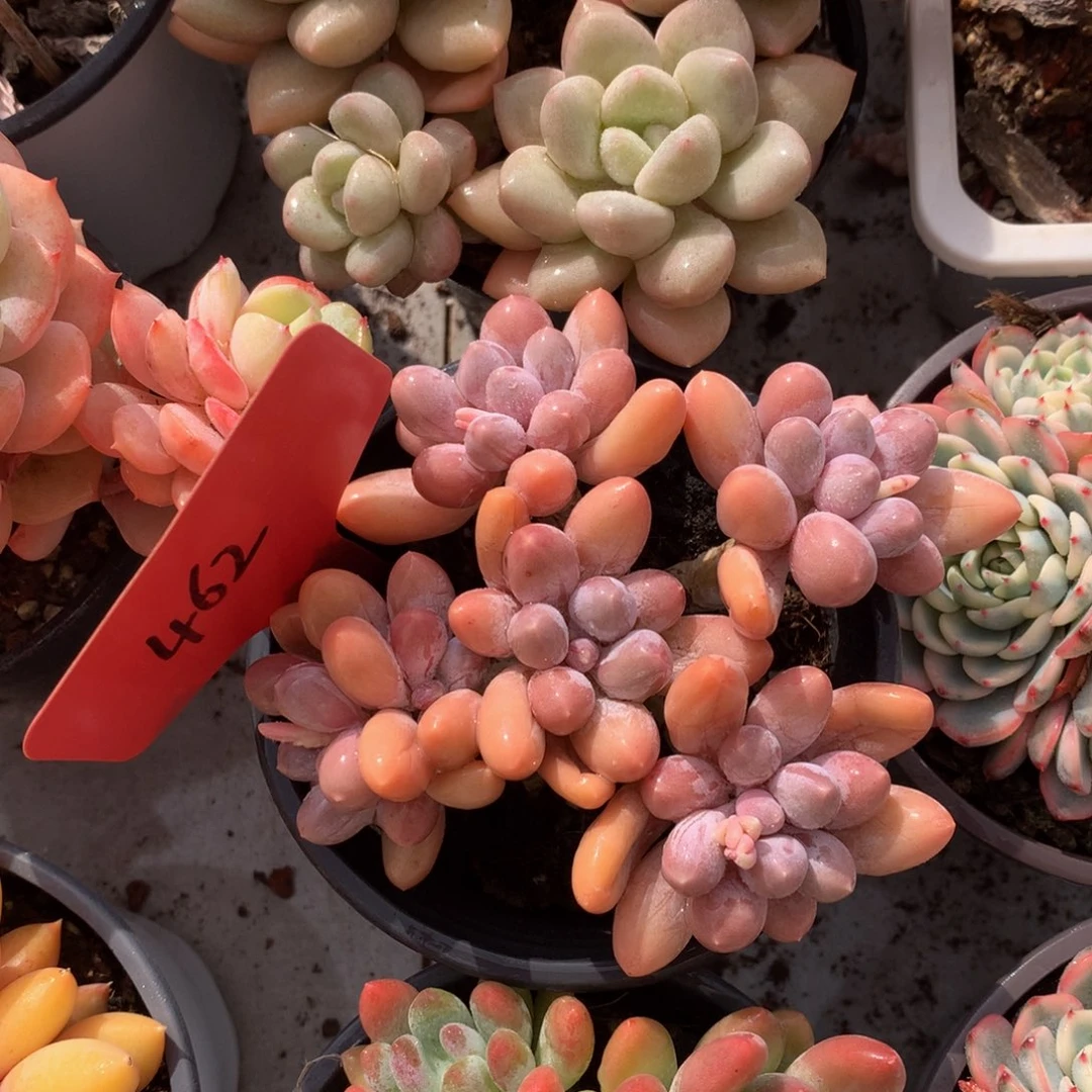 唐宇昂727272727272